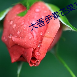 大香伊煮芒果118