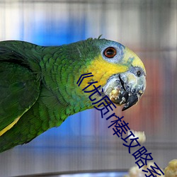 《优质r棒攻略系统》