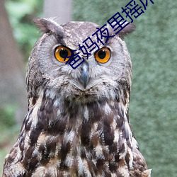 爸妈夜里摇床还叫
