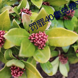 罚罪40集免(miǎn)费观看