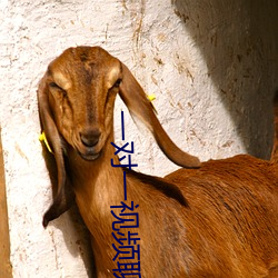 一(yī)对一视(shì)频聊app