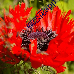 蝶戀花app下載永久觀看