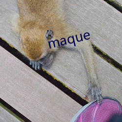 maque