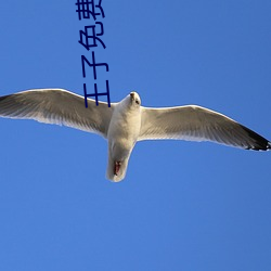 王子免费影院 （东道主）