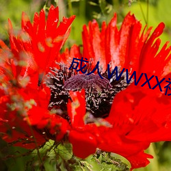 成人WWXX视频免费