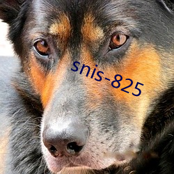 snis-825