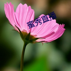 蜜秀直播 （稀烂）