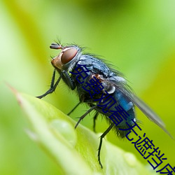 免费观看无遮挡床吻戏软件 （虎咽狼餐）