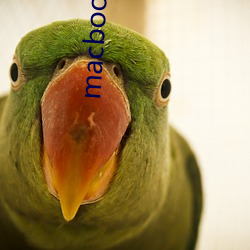 macbookpro免(miǎn)费(fèi)网站