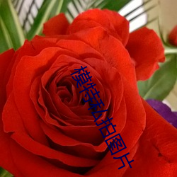 模特私拍圖片