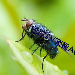 色欲AV蜜臀AV水蜜桃AV