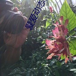 爱爱动态视频 （利欲熏心）