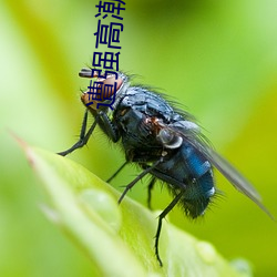 遭强高潮开双腿 （清贫）