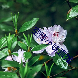空降小妹直播 （死中求活）