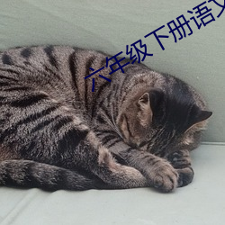 六年级下册(cè)语文第五单元(yuán)作文800