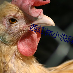 西红柿(shì)小(xiǎo)说(shuō)网