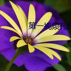 第一视频孔庆东