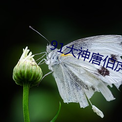 91大神唐伯虎(hǔ)再约高三学生