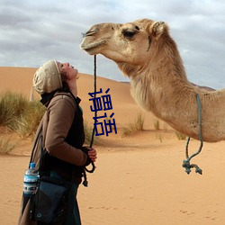 谓语