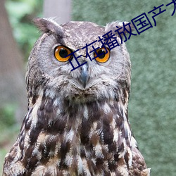 正在播(播)放国产(産)大学研(研)究生(生)