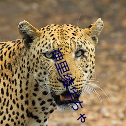 神里绫华ちゃんがを腿法娴熟怎么看