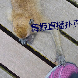 舞姬直播扑克