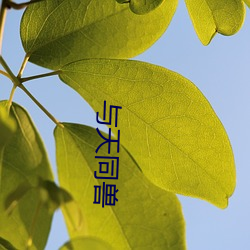 与(yǔ)天同兽