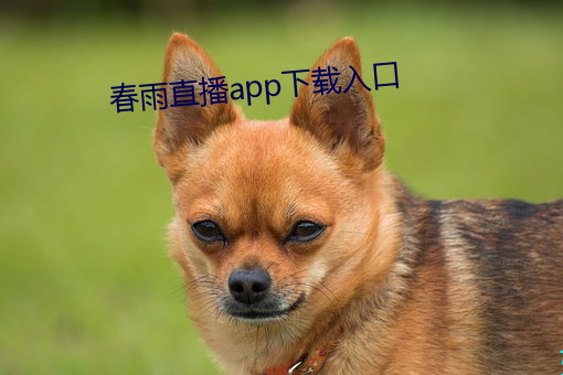 春雨直播app下载入口