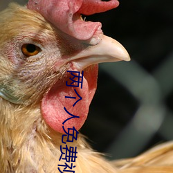 两个人免费视频观看高清下