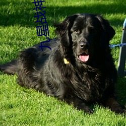 九星战神林霄秦婉