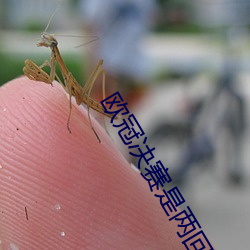 欧冠决赛是两回合吗