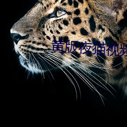 黄版夜猫视频下载 （无用武之地）