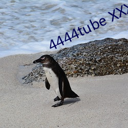 4444tube XXXX
