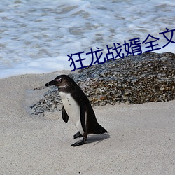 狂龙战婿全文(文)免费阅读