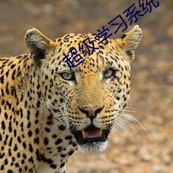 超級學習系統