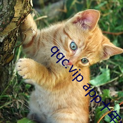 qqc.vip app十(shí)年沉淀只做精品2021v1.3.35