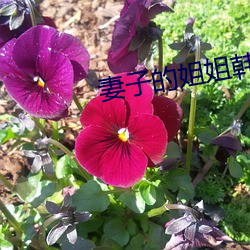妻子的姐姐韩国电(diàn)影(yǐng)