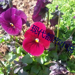 现代都市小说 （一目了然）