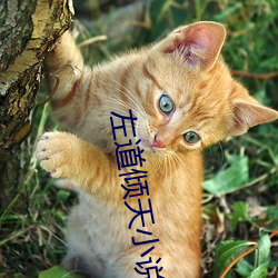 左道倾天小说