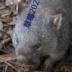 草(草)莓2021最新网站