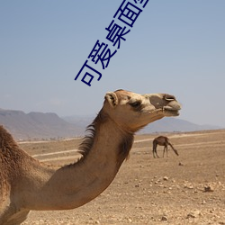 可爱桌(zhuō)面壁纸高清