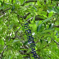 粉色視頻app下載安裝無限看絲瓜iOS蘇州晶體美食v4.1.3