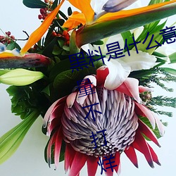 黑料是什么意思网络用语(黑料正能量不打烊是什么玩意儿)