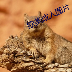欧美成人(人)图片(片)