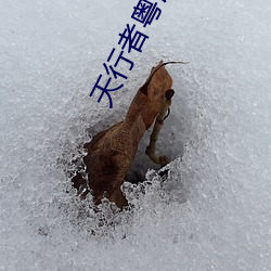 天行者粵語高清在線觀看