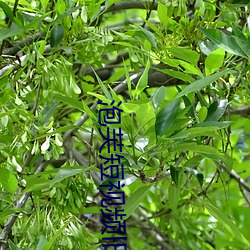 泡芙短(duǎn)视频旧版