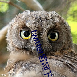 twitter官网下载 （锦囊玉轴）