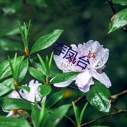 夺凤台 （茓子）