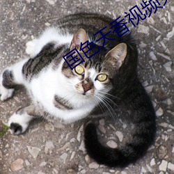 ɫƵѸ