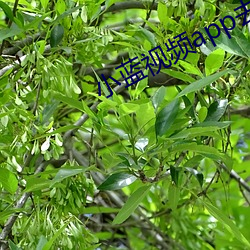 小蓝视频app去哪(nǎ)里下载